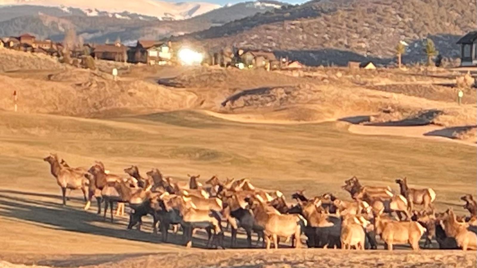 Elk Herd on the Golf Course Eagle Ranch Golf Club Eagle, CO